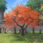 Herbstlicher Ahornbaum
