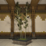 Zimmer-Bambus